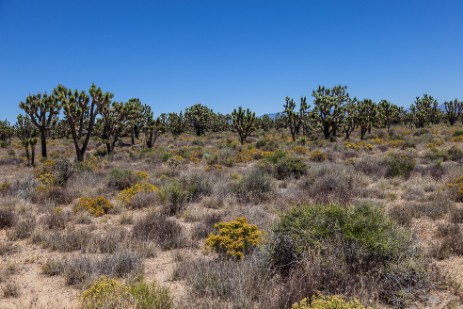Joshua Tree Wald im Mojave National Preserve