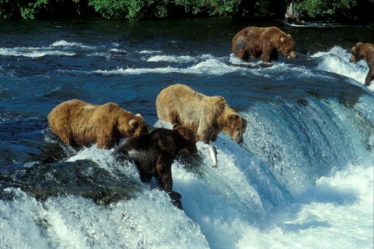 Bären an Brooks Falls im Katmai Nationalpark in Alaska