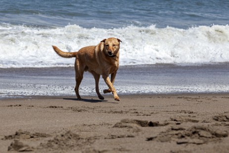 Hund am Baker Beach in San Francisco