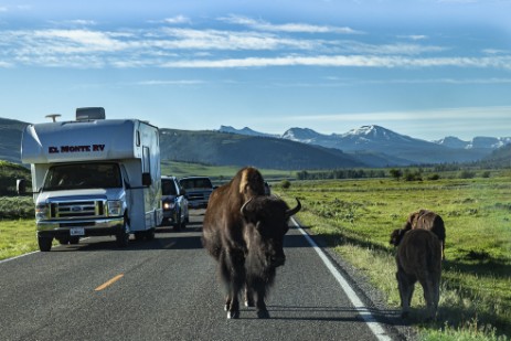 Büffel auf der Straße im Yellowstone Nationalpark