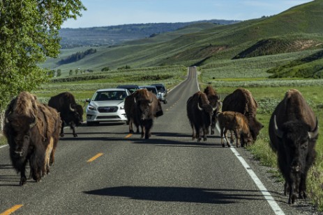 Traffic Jam in Yellowstone