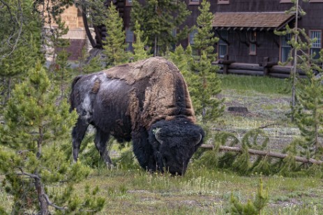 Büffel bei Old Faithful Inn im Yellowstone Nationalpark