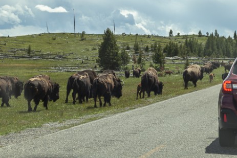 Büffel neben der Straßre im Yellowstone Nationalpark