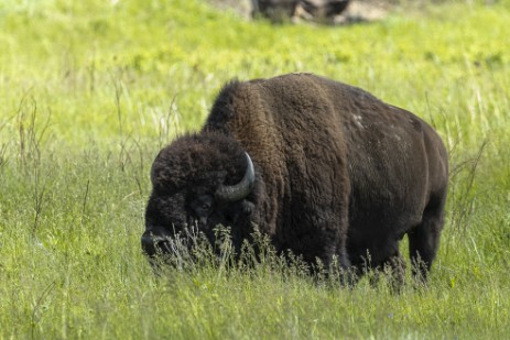 Bison im Custer Statepark