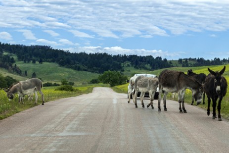 Burros auf der Straße im Custer Statepark