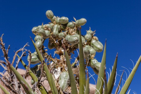 Kaktus im Joshua Tree Nationalpark