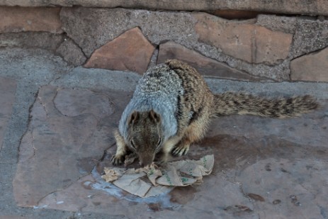 Hörnchen frisst Abfall am Grand Canyon
