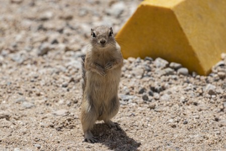 Squirrel im Joshua Tree Nationalpark