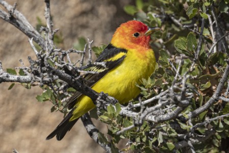 Vogel im Joshua Tree Nationalpark