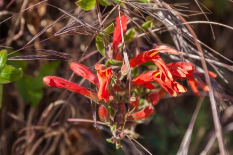 Pflanze im Malibu Creek State Park