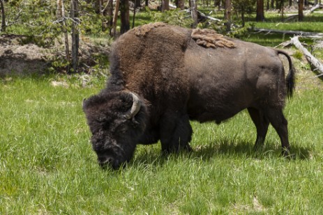 Büffel im Yellowstone NP