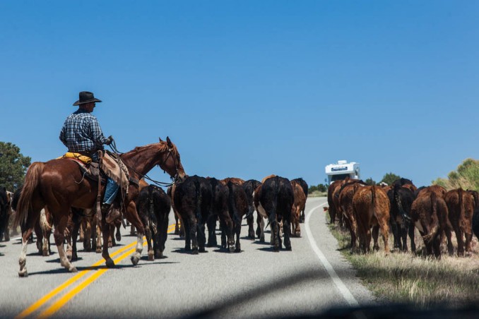 Pferde auf der Straße in Utah