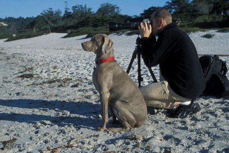 Hund am Carmel Beach