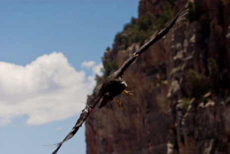Kondor am South Kaibab Trail im Grand Canyon