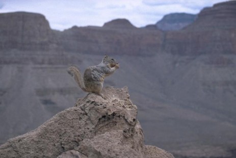 Squirrel im Grand Canyon