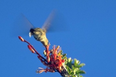 Kolibri auf Okotillo