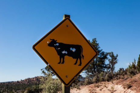 Schild mit Kuh